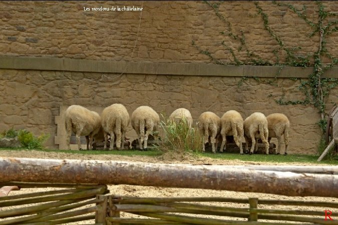 Les moutons de la châtelaine R 