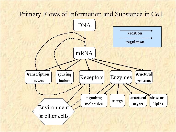 Primary Flows of Information and Substance in Cell DNA creation regulation m. RNA transcription