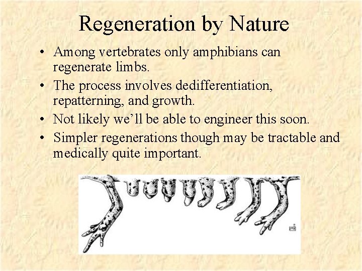 Regeneration by Nature • Among vertebrates only amphibians can regenerate limbs. • The process