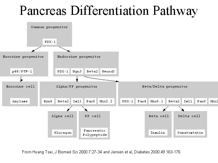 Pancreas Differentiation Pathway From Huang Tsai, J Biomed Sci 2000: 7: 27 -34 and