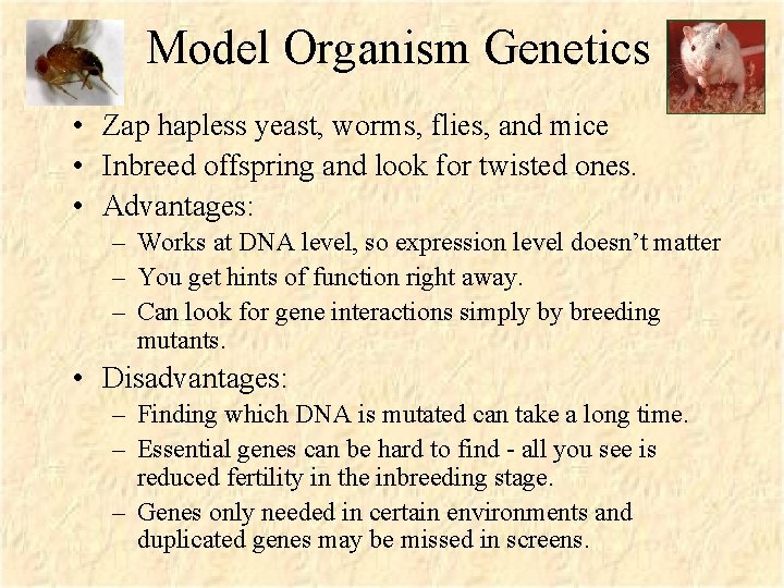 Model Organism Genetics • Zap hapless yeast, worms, flies, and mice • Inbreed offspring