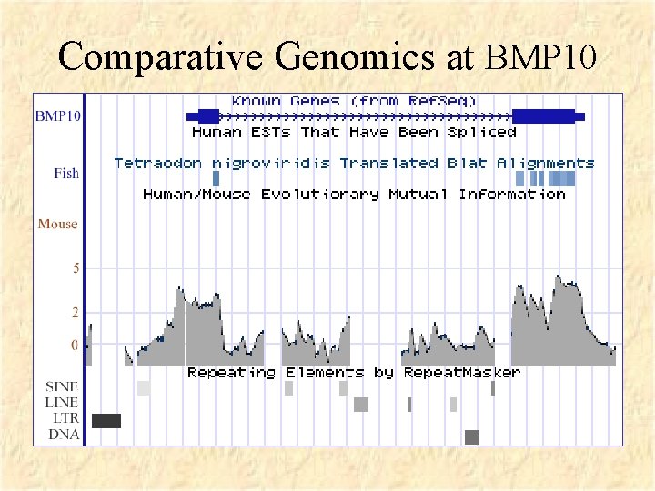 Comparative Genomics at BMP 10 