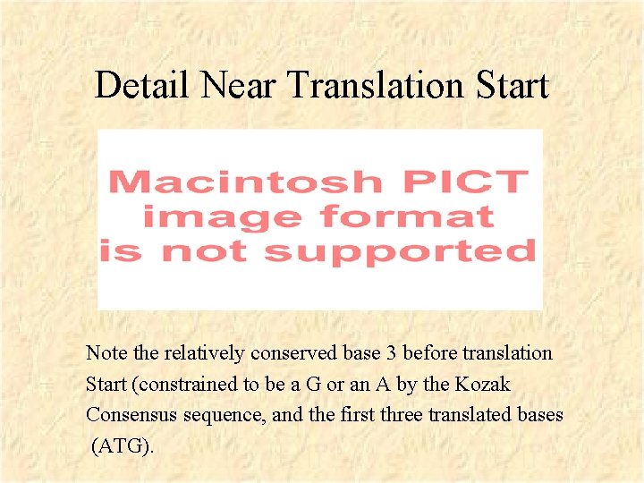 Detail Near Translation Start Note the relatively conserved base 3 before translation Start (constrained