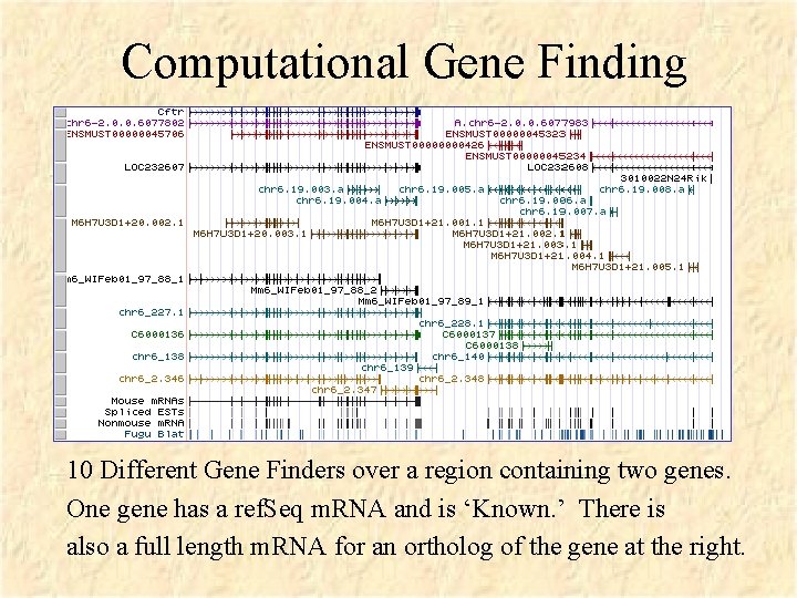 Computational Gene Finding 10 Different Gene Finders over a region containing two genes. One