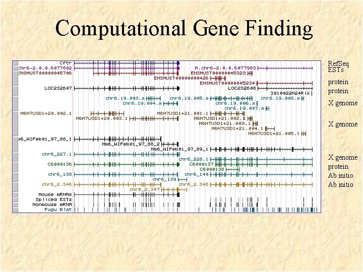 Computational Gene Finding Ref. Seq ESTs protein X genome protein Ab initio 