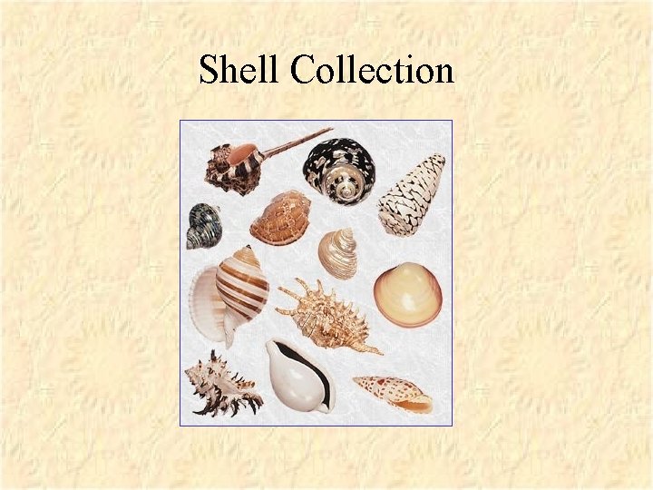 Shell Collection 