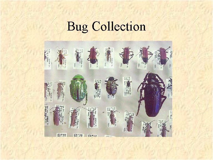 Bug Collection 