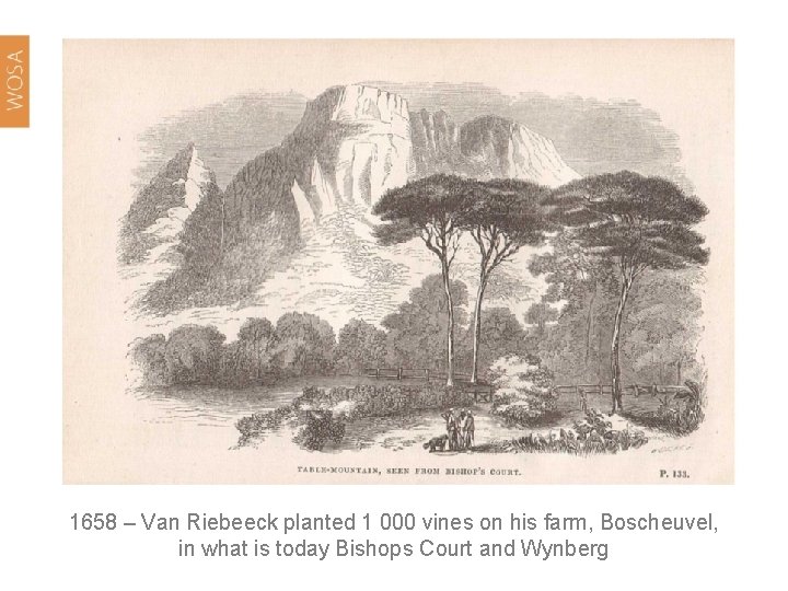 1658 – Van Riebeeck planted 1 000 vines on his farm, Boscheuvel, in what