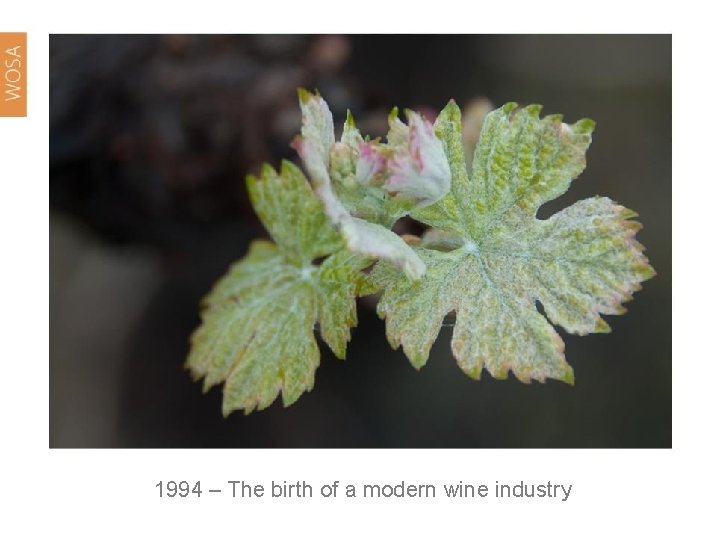 1994 – The birth of a modern wine industry 