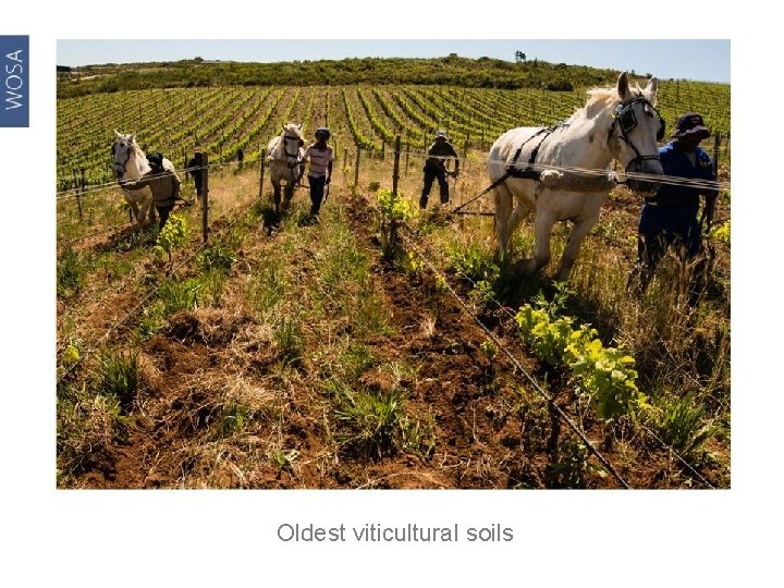 Oldest viticultural soils 