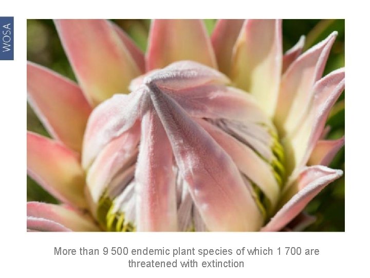 More than 9 500 endemic plant species of which 1 700 are threatened with