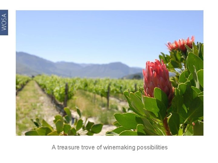 A treasure trove of winemaking possibilities 
