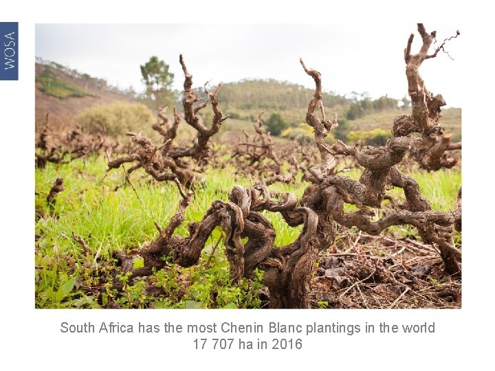 South Africa has the most Chenin Blanc plantings in the world 17 707 ha