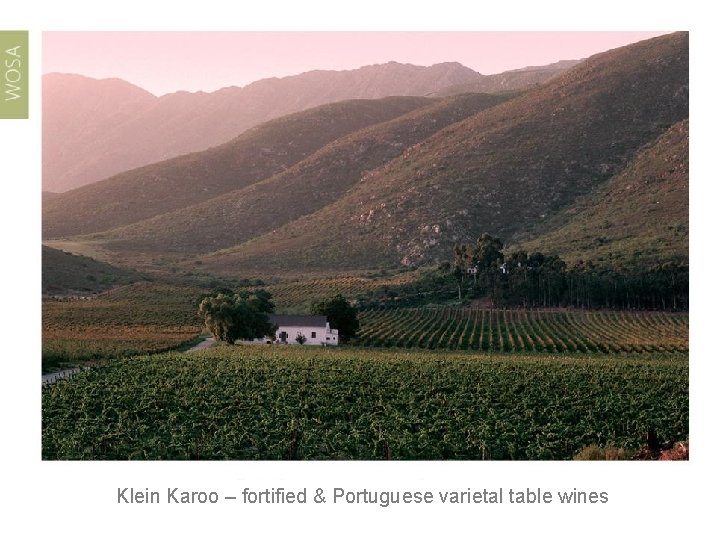 Klein Karoo – fortified & Portuguese varietal table wines 