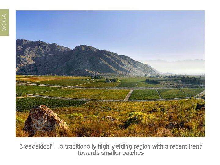 Breedekloof – a traditionally high-yielding region with a recent trend towards smaller batches 