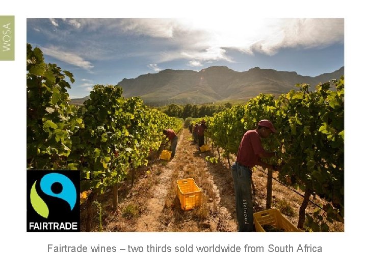 Fairtrade wines – two thirds sold worldwide from South Africa 