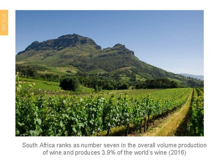 South Africa ranks as number seven in the overall volume production of wine and