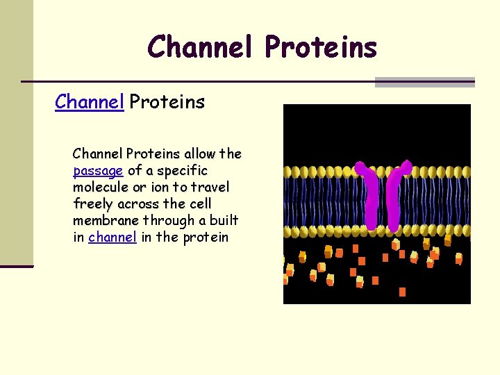 Channel Proteins allow the passage of a specific molecule or ion to travel freely