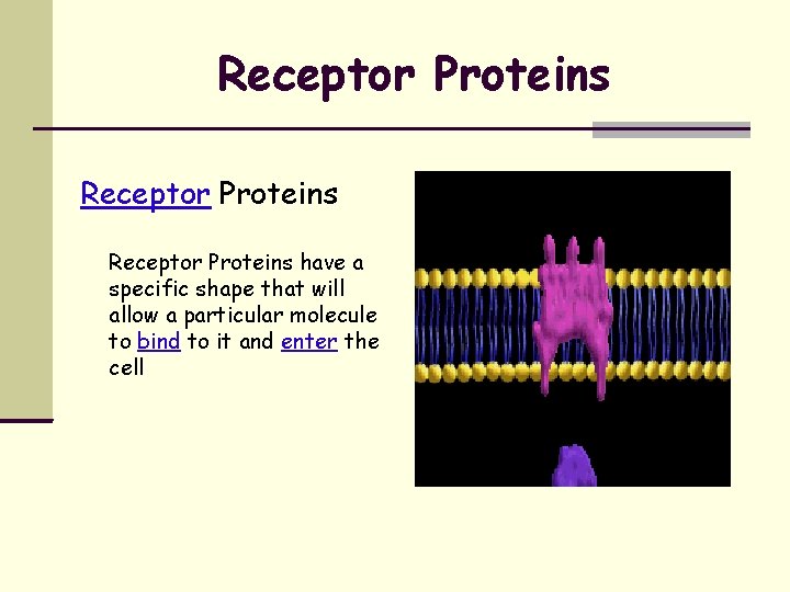 Receptor Proteins have a specific shape that will allow a particular molecule to bind