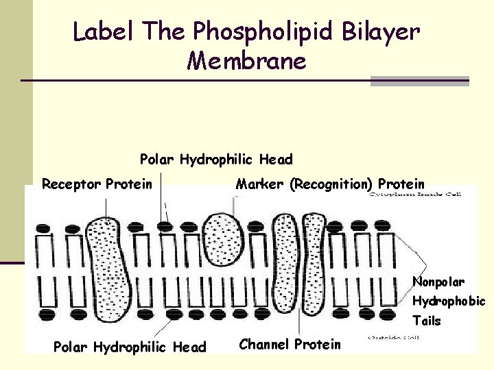 Label The Phospholipid Bilayer Membrane Polar Hydrophilic Head Receptor Protein Marker (Recognition) Protein Nonpolar