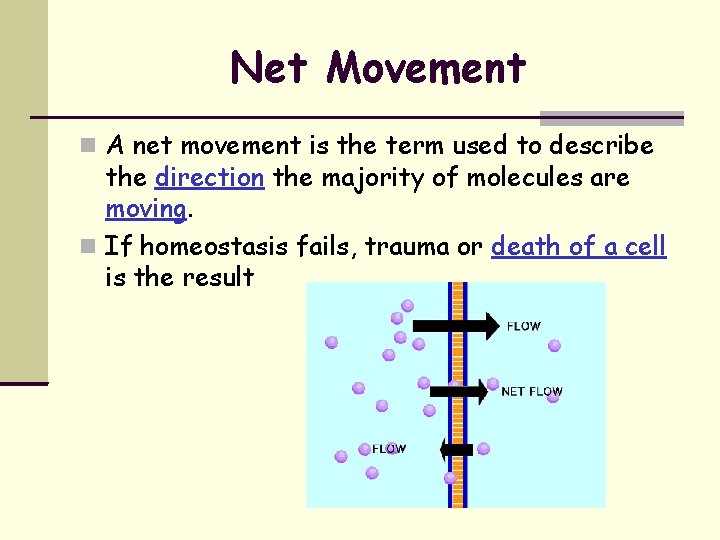 Net Movement A net movement is the term used to describe the direction the