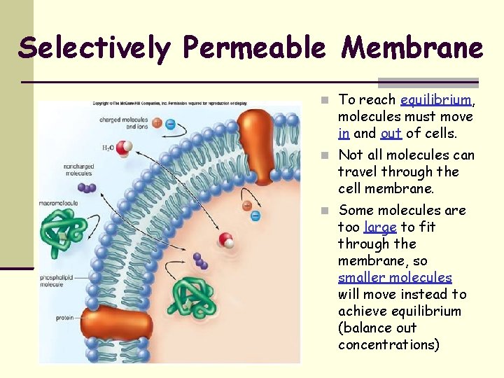 Selectively Permeable Membrane To reach equilibrium, molecules must move in and out of cells.