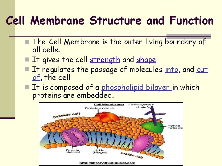 Cell Membrane Structure and Function The Cell Membrane is the outer living boundary of