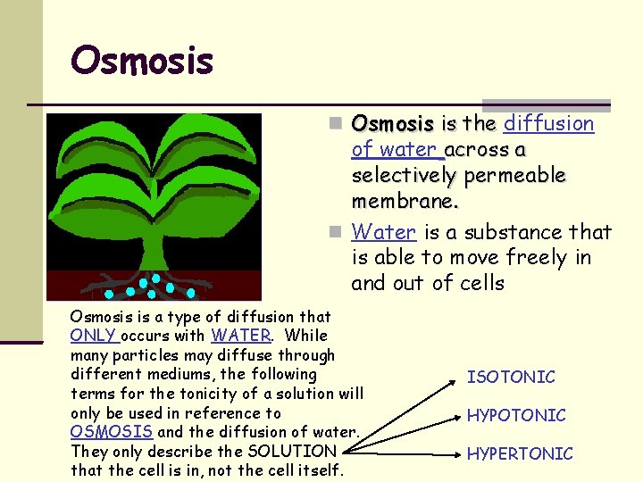 Osmosis is the diffusion of water across a selectively permeable membrane. Water is a