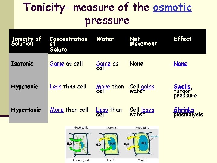 Tonicity- measure of the osmotic pressure Tonicity of Solution Concentration of Solute Water Net