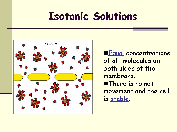 Isotonic Solutions Equal concentrations of all molecules on both sides of the membrane. There