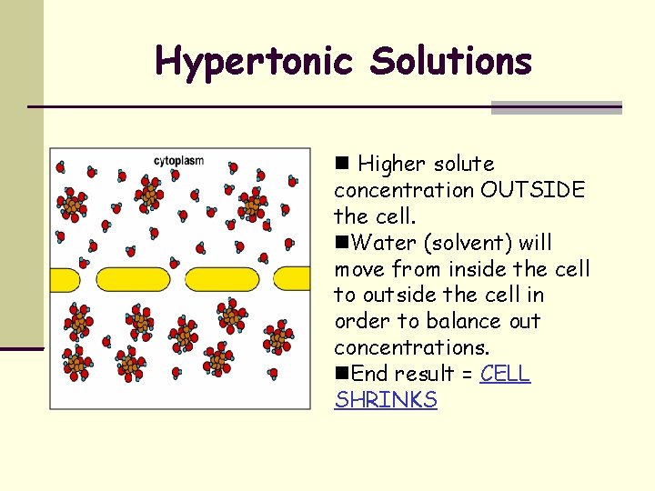 Hypertonic Solutions Higher solute concentration OUTSIDE the cell. Water (solvent) will move from inside