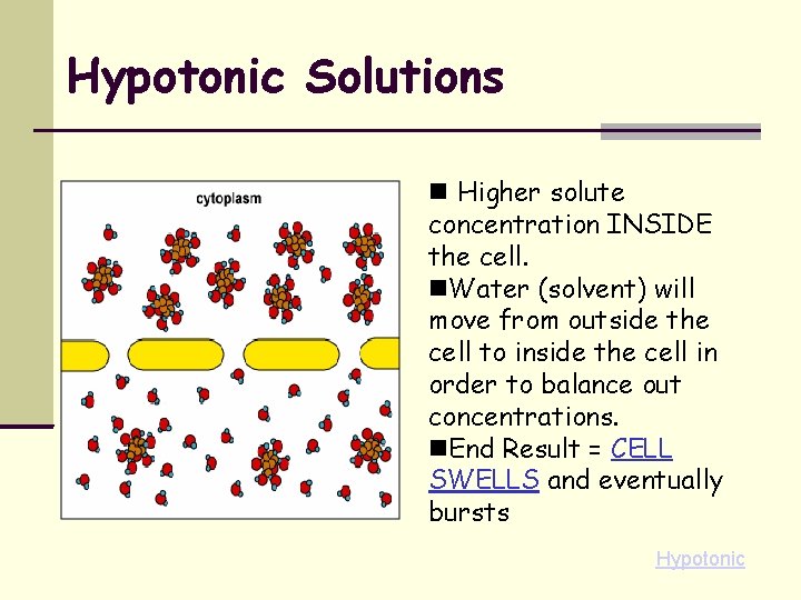 Hypotonic Solutions Higher solute concentration INSIDE the cell. Water (solvent) will move from outside