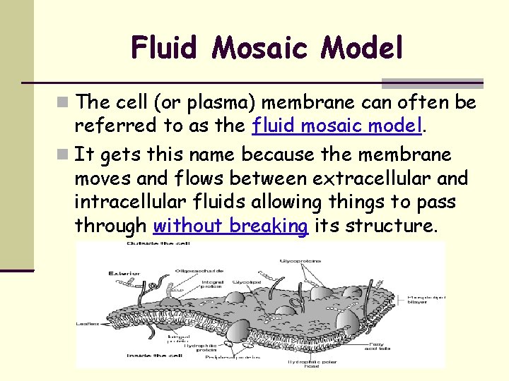 Fluid Mosaic Model The cell (or plasma) membrane can often be referred to as