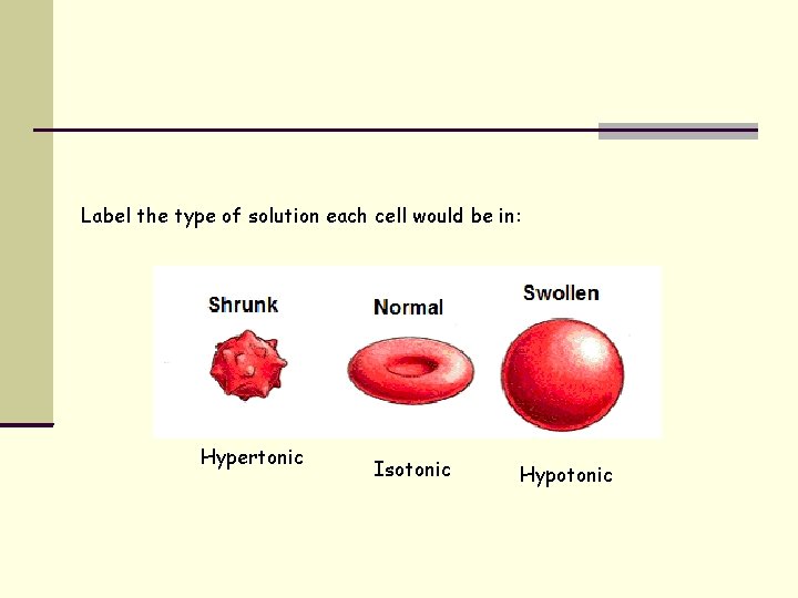 Label the type of solution each cell would be in: Hypertonic Isotonic Hypotonic 