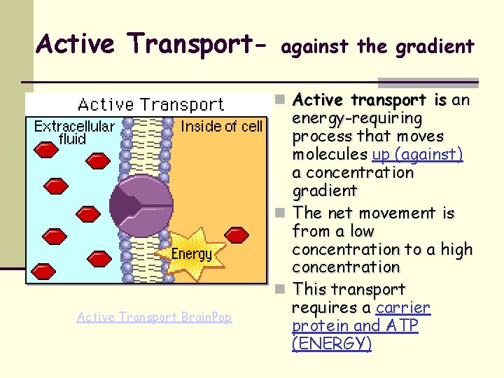 Active Transport- against the gradient Active transport is an Active Transport Brain. Pop energy-requiring