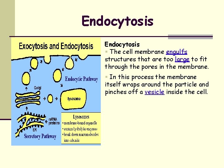 Endocytosis The cell membrane engulfs structures that are too large to fit through the