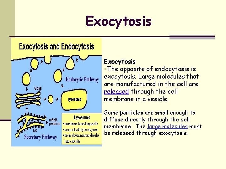 Exocytosis The opposite of endocytosis is exocytosis. Large molecules that are manufactured in the