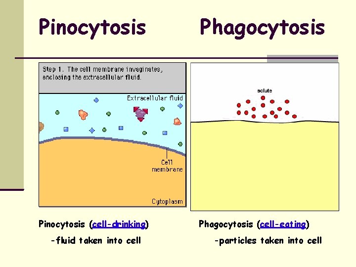 Pinocytosis Phagocytosis Pinocytosis (cell-drinking) Phagocytosis (cell-eating) -fluid taken into cell -particles taken into cell