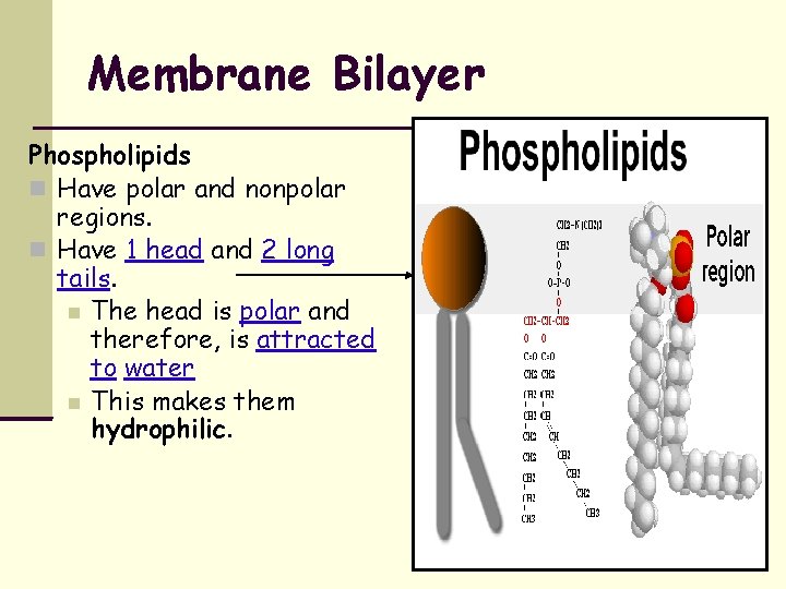 Membrane Bilayer Phospholipids Have polar and nonpolar regions. Have 1 head and 2 long