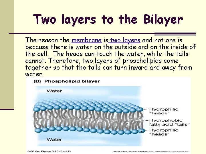 Two layers to the Bilayer The reason the membrane is two layers and not