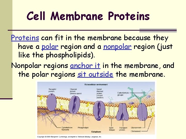 Cell Membrane Proteins can fit in the membrane because they have a polar region