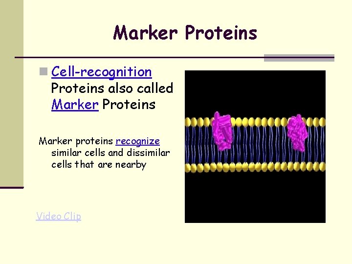 Marker Proteins Cell-recognition Proteins also called Marker Proteins Marker proteins recognize similar cells and