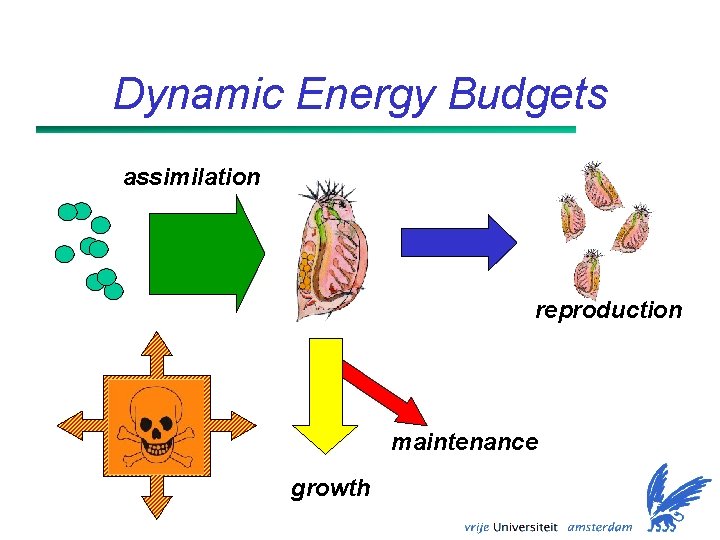 Dynamic Energy Budgets assimilation reproduction maintenance growth 