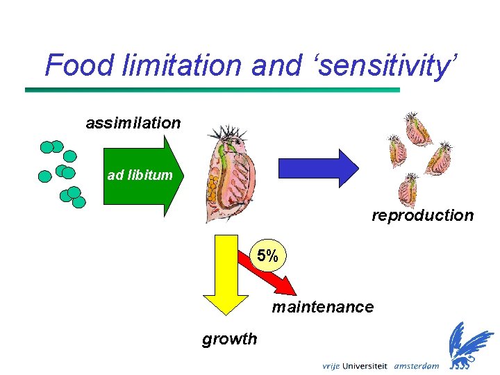 Food limitation and ‘sensitivity’ assimilation ad libitum reproduction 5% maintenance growth 