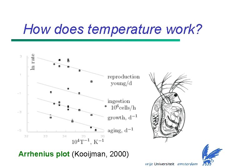 How does temperature work? Arrhenius plot (Kooijman, 2000) 