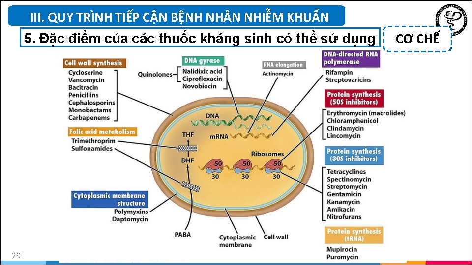 III. QUY TRÌNH TIẾP CẬN BỆNH NH N NHIỄM KHUẨN 5. Đặc điểm của