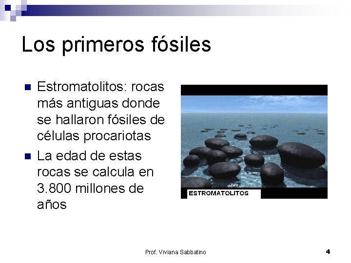 Los primeros fósiles n n Estromatolitos: rocas más antiguas donde se hallaron fósiles de