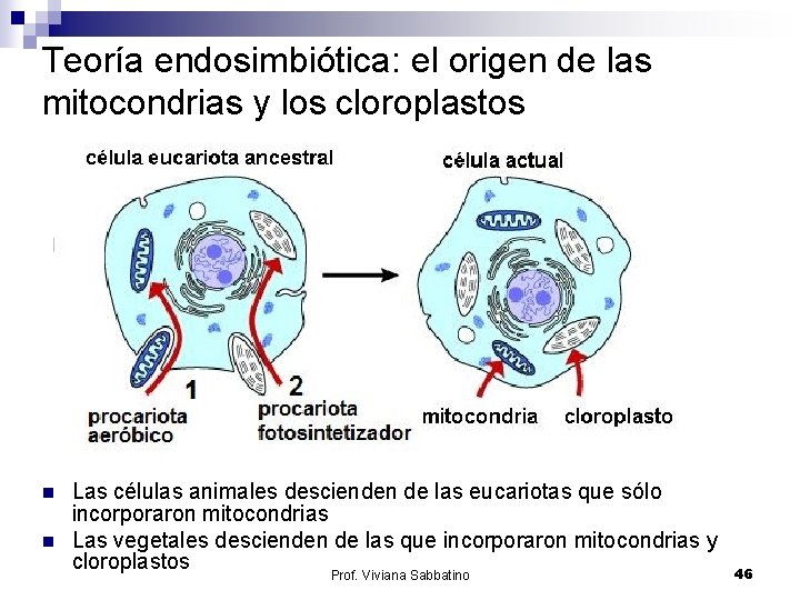 Teoría endosimbiótica: el origen de las mitocondrias y los cloroplastos n n Las células