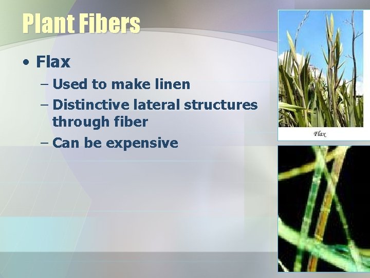 Plant Fibers • Flax – Used to make linen – Distinctive lateral structures through