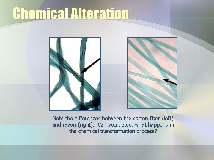Chemical Alteration Note the differences between the cotton fiber (left) and rayon (right). Can